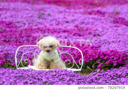 Tomita Sato Niwa Koen Shibazakura and Toy Poodle Tomita Sato Niwa Koen Shibazakura and Toy Poodle 78207919