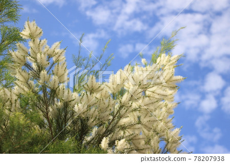 White flowers of aroma essential oil tea tree White flowers of aroma essential oil tea tree 78207938