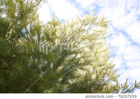 香氣精油茶樹白花 香氣精油茶樹白花 78207939