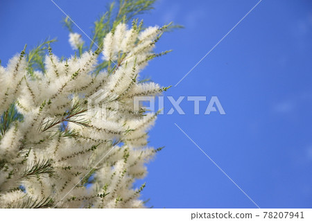 White flowers of aroma essential oil tea tree 78207941
