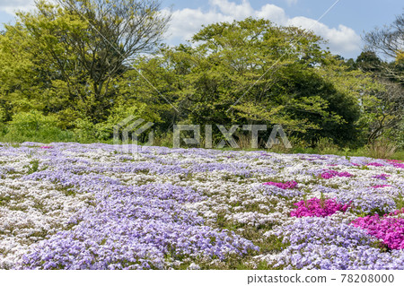 Tomita Sato Niwa Koen Shibazakura Tomita Sato Niwa Koen Shibazakura 78208000