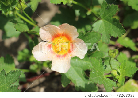 Marvastrum 78208055