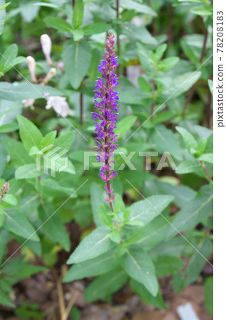 Salvia Nemorosa Karadonna Salvia Nemorosa Karadonna 78208183