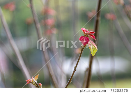 New leaves of Mallotus japonicus 78208276