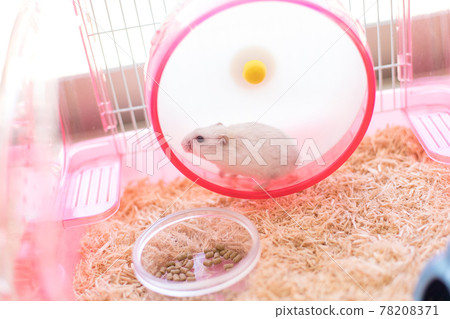 Jungarian hamster running on a wheel Jungarian hamster running on a wheel 78208371