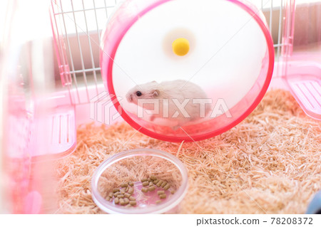 Jungarian hamster running on a wheel Jungarian hamster running on a wheel 78208372