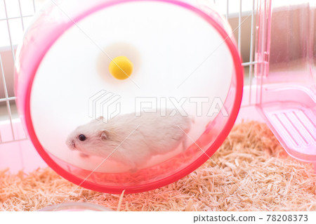 Jungarian 倉鼠在輪子上跑 Jungarian 倉鼠在輪子上跑 78208373