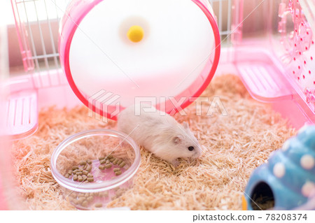 Jungarian hamster running on a wheel 78208374
