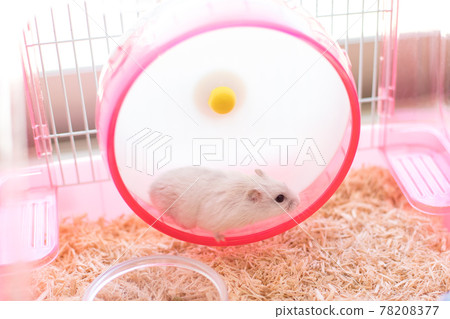 Jungarian hamster running on a wheel Jungarian hamster running on a wheel 78208377