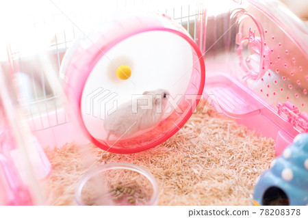 Jungarian 倉鼠在輪子上跑 Jungarian 倉鼠在輪子上跑 78208378