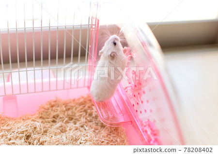 Standing jungarian hamster 78208402