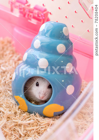 Jungarian hamster in the hermit crab's nest 78208404