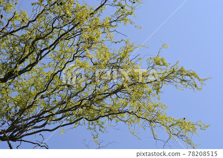 Dragons claw willow 78208515