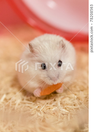 Jungarian hamster eating carrots Jungarian hamster eating carrots 78208563