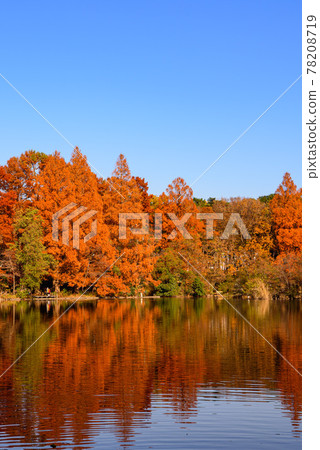 Clear sky and autumn leaves in Shakujii Park Clear sky and autumn leaves in Shakujii Park 78208719