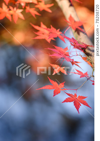 Autumn leaves in Shakujii Park, Tokyo Autumn leaves in Shakujii Park, Tokyo 78208720