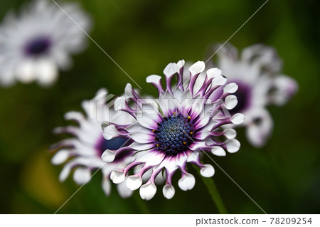 Osteopoulmum (African daisy) 78209254