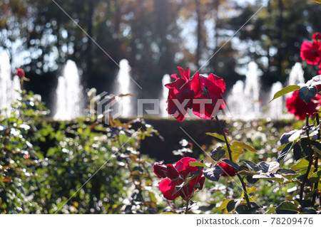 玫瑰 玫瑰 玫瑰花園 紅色噴泉 生動 美麗 美麗 78209476