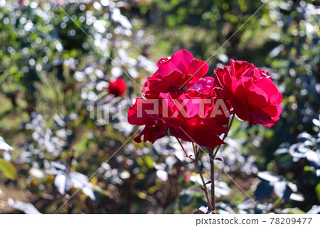 玫瑰 玫瑰 玫瑰園 紅色噴泉 明亮美麗的紅色黃昏 78209477