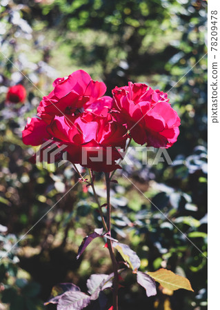 花園紅美麗的玫瑰玫瑰玫瑰 花園紅美麗的玫瑰玫瑰玫瑰 78209478