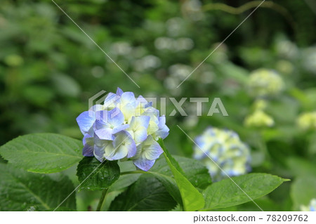大牟田市繡球寺 繡球花， 78209762