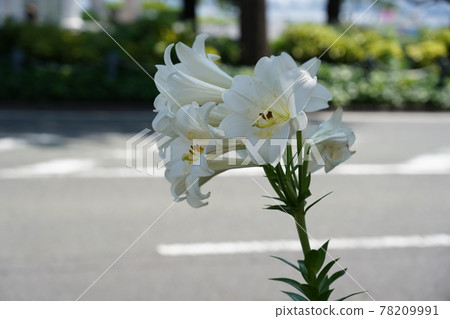 復活節百合 78209991