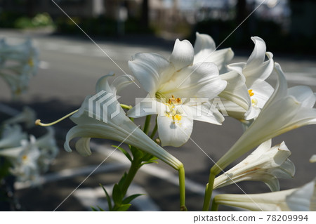 easter lily easter lily 78209994
