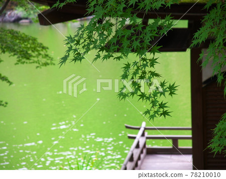 Blue maple and garden 78210010