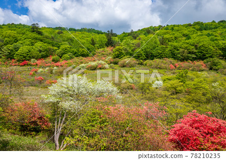 井沼山杜鵑 78210235