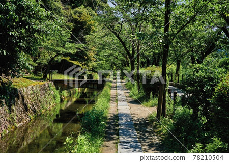 初夏哲學之路 初夏哲學之路 78210504