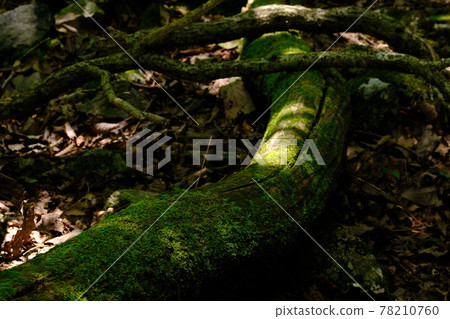 [兵庫縣丹波笹山市]倒下的樹木和苔蘚 78210760