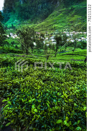Fresh green tea plantation at Sri lanka Fresh green tea plantation at Sri lanka 78211122