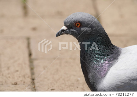 Kawarabato Kawarabato 78211277