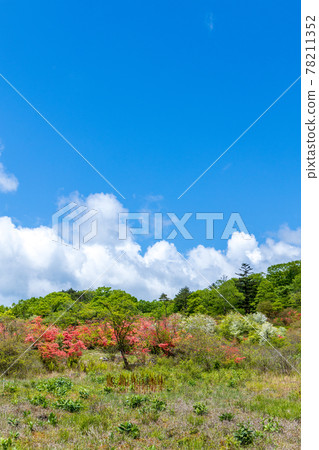 井沼山杜鵑 78211352