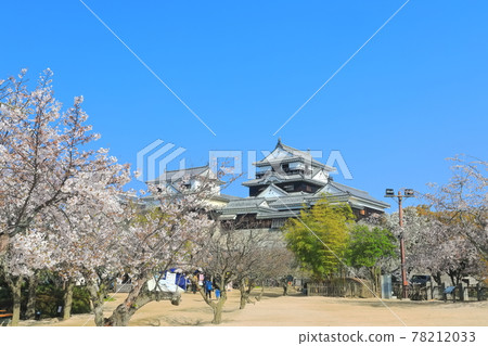 [愛媛縣]櫻花盛開的松山城天守閣 78212033