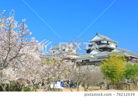 [愛媛縣]櫻花盛開的松山城天守閣 78212039