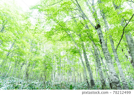 Kayanodairakogen Beech Forest (Nagano Prefecture) Kayanodairakogen Beech Forest (Nagano Prefecture) 78212499