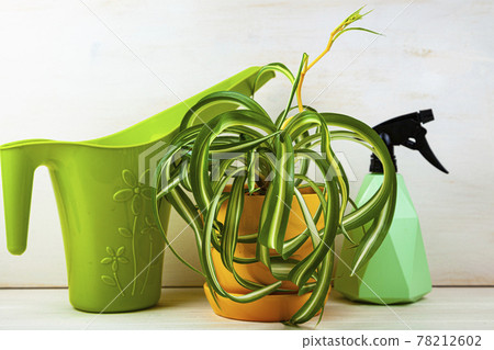Houseplants, watering can and spray bottle on a wooden background. 78212602