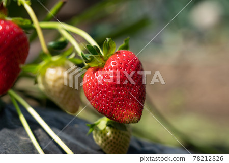 Cultivation of strawberries Strawberries with red fruits (May) Home garden 78212826
