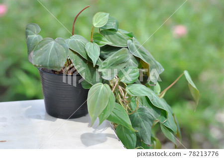 Araceae, Black Gold Philodendron or Philodendron melanochrysum 78213776