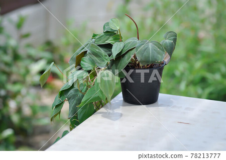 Araceae, Black Gold Philodendron or Philodendron melanochrysum 78213777