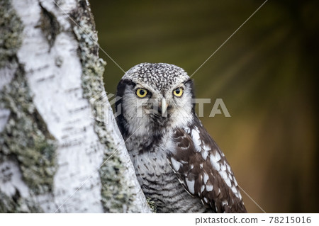 Portrait of Northern hawk owl on a birch trunk closeup. 78215016