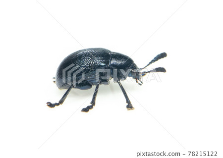 Image of blue milkweed beetle isolated on white background. Insect. Animal. Image of blue milkweed beetle isolated on white background. Insect. Animal. 78215122