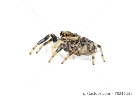 Image of jumping spider isolated on white background. Insect Animal. Image of jumping spider isolated on white background. Insect Animal. 78215123