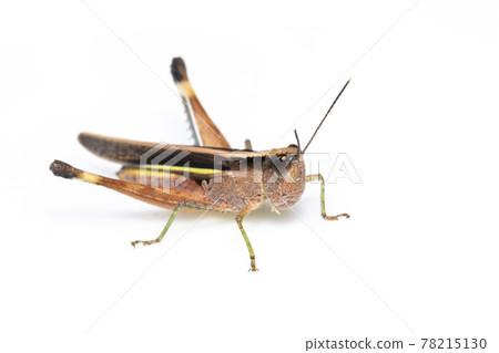 Image of sugarcane white-tipped locust grasshopper (Ceracris fasciata) isolated on white background. Insect Animal. Caelifera., Acrididae 78215130