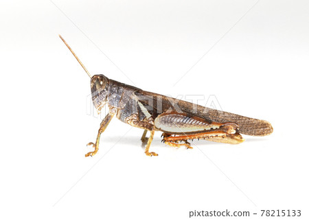 Image of white-banded grasshopper(stenocatantops splendens) isolated on white background. insect. Brown grasshopper 78215133