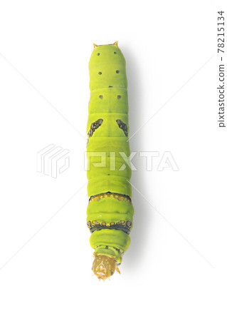 Image of lime butterfly caterpillar isolated on white background. Insect. Animal. Green worm 78215134