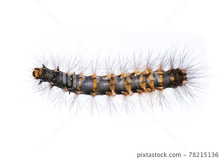 Image of hairy caterpillar isolated on white background. Insect. Worm. Animal. 78215136