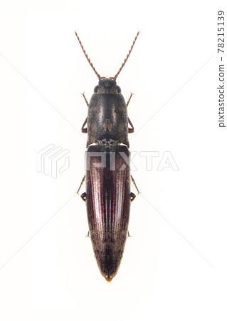 Image of click beetle isolated on white background. Insect. Animal. Image of click beetle isolated on white background. Insect. Animal. 78215139