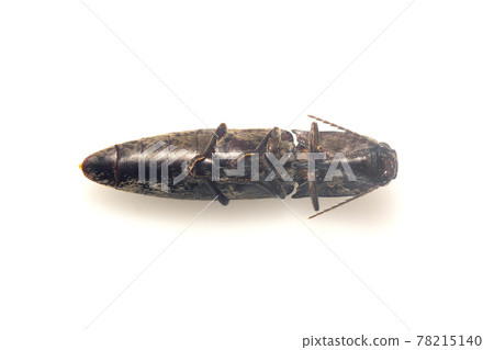 Image of click beetle isolated on white background. Insect. Animal. Image of click beetle isolated on white background. Insect. Animal. 78215140